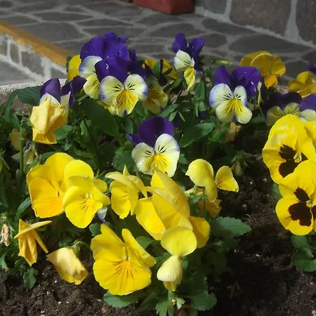 ホテル Breglia